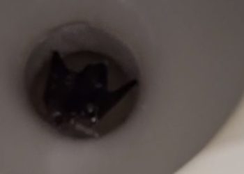 Жители Новороссийска нашли в унитазе летучую мышь