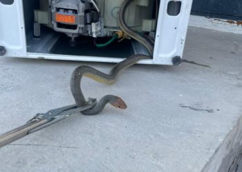 В Новороссийске змея решила «почистить перышки» в стиральной машине