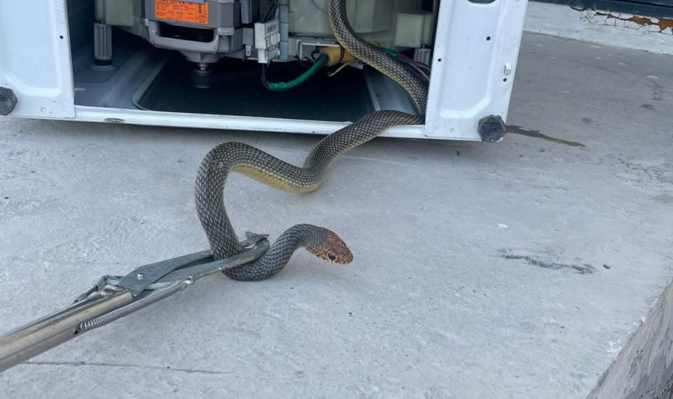 В Новороссийске змея решила «почистить перышки» в стиральной машине