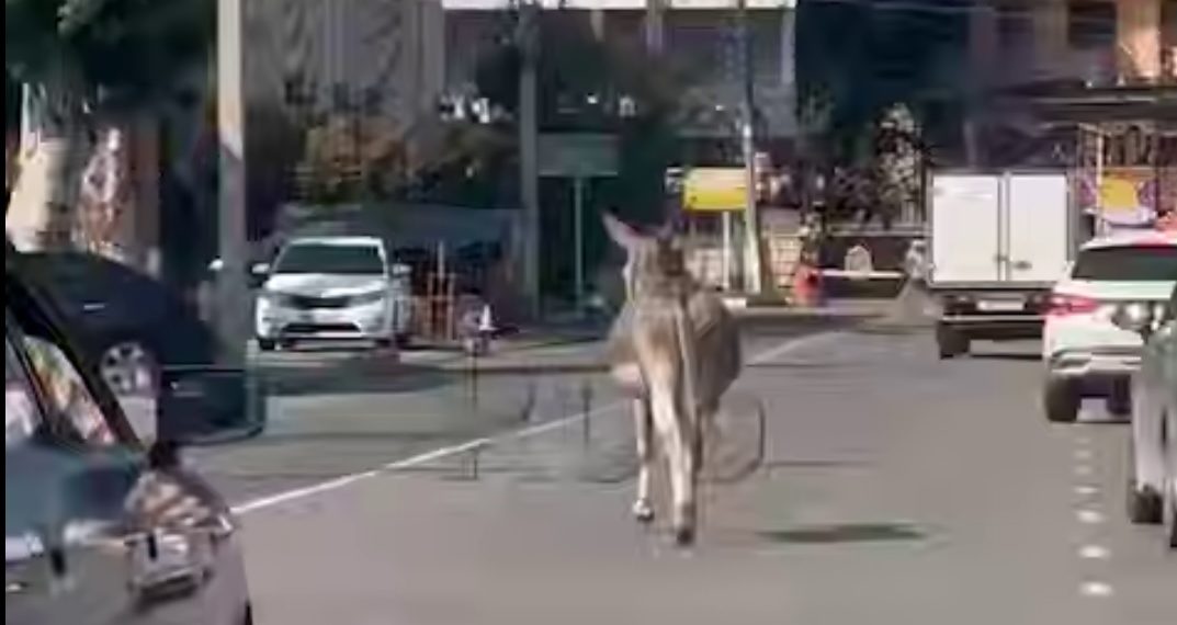 В Анапе по дороге бегал осел