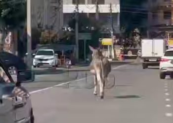 В Анапе по дороге бегал осел