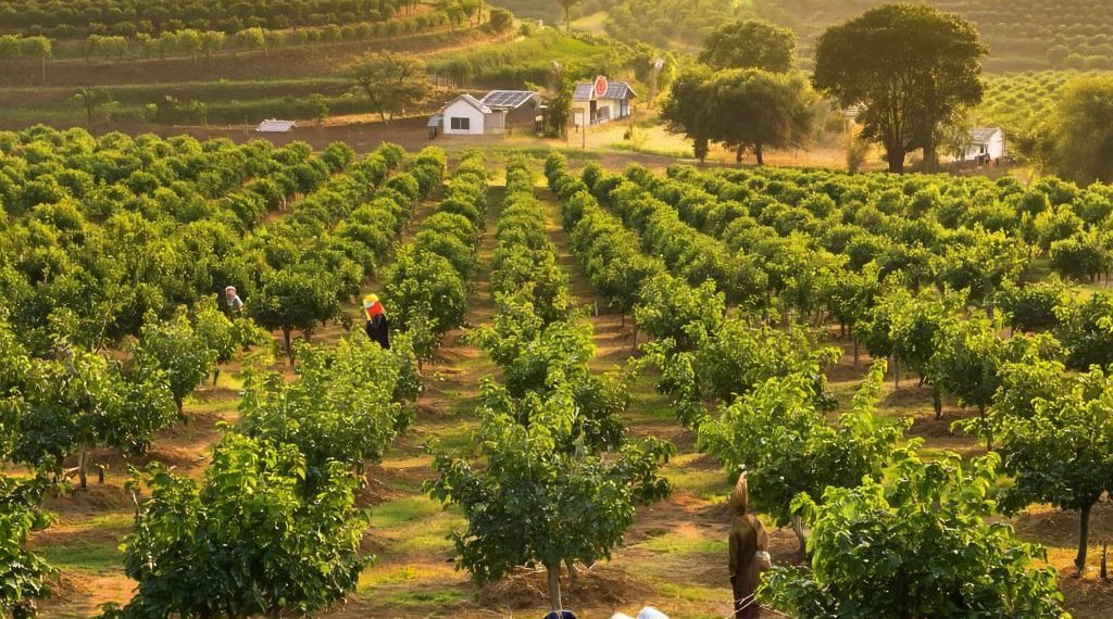 Инжирные плантации Сочи атаковал завезенный из Европы страшный вредитель