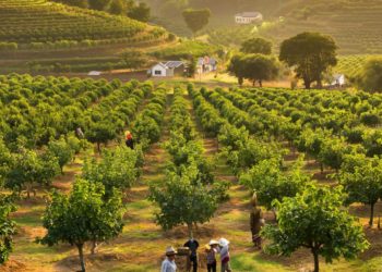 Инжирные плантации Сочи атаковал завезенный из Европы страшный вредитель