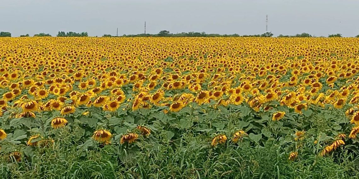 Синоптики обещают переменчивую погоду на Кубани во вторник и среду
