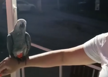 В Раздольном нашли попугая, похожего на пропавшую звезду Красной Поляны Эйву