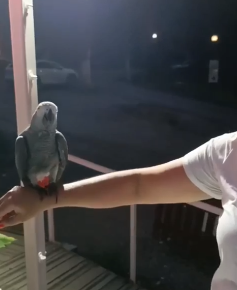 В Раздольном нашли попугая, похожего на пропавшую звезду Красной Поляны Эйву