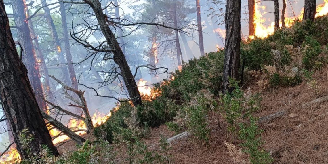 Площадь лесного пожара в Геленджике достигла 3,2 гектара