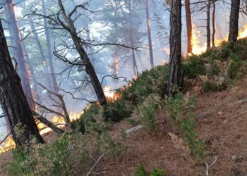 Площадь лесного пожара в Геленджике достигла 3,2 гектара