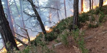 Площадь лесного пожара в Геленджике достигла 3,2 гектара