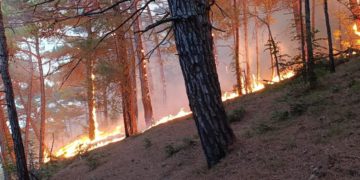 В Геленджике локализовали один из четырех очагов лесного пожара