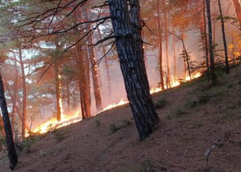 В Геленджике ликвидировали один из очагов лесного пожара