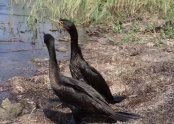 Шесть птиц вернулись в дикую природу после лечения в центре на Кубани