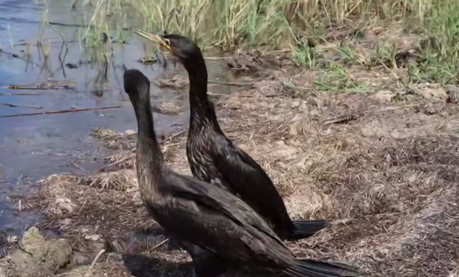 Шесть птиц вернулись в дикую природу после лечения в центре на Кубани