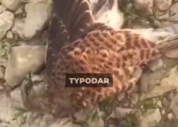 Около ЛЭП в Краснодарском крае нашли мертвых птиц