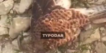 Около ЛЭП в Краснодарском крае нашли мертвых птиц