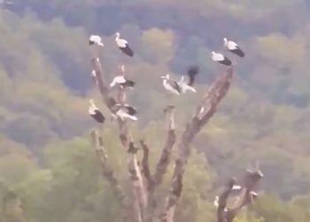 В Сочи приземлилась стая редких белых аистов