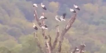 В Сочи приземлилась стая редких белых аистов