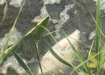 Массовая гибель рыбы произошла в краснодарском поселке Знаменский