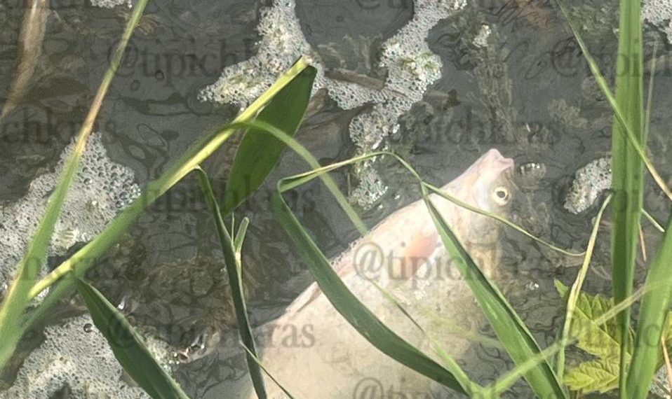 Массовая гибель рыбы произошла в краснодарском поселке Знаменский