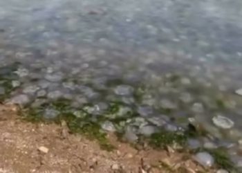 Пляжи Азовского моря в Краснодарском крае оказались заполонены медузами