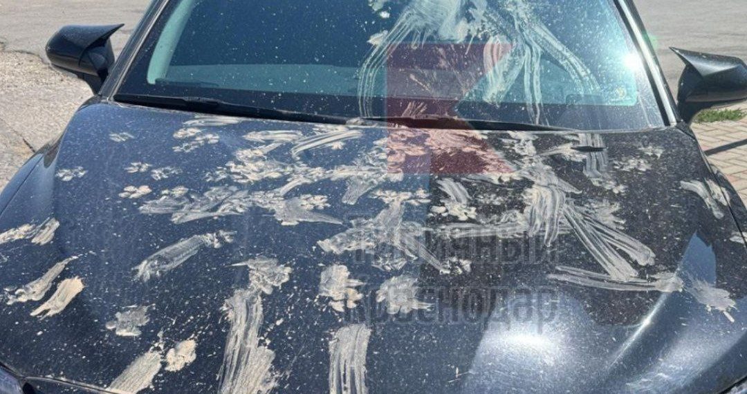 Бродячие собаки в ЖК «Любимово» Краснодара терроризируют жителей и портят авто