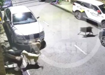 В Сочи собаки растерзали кота