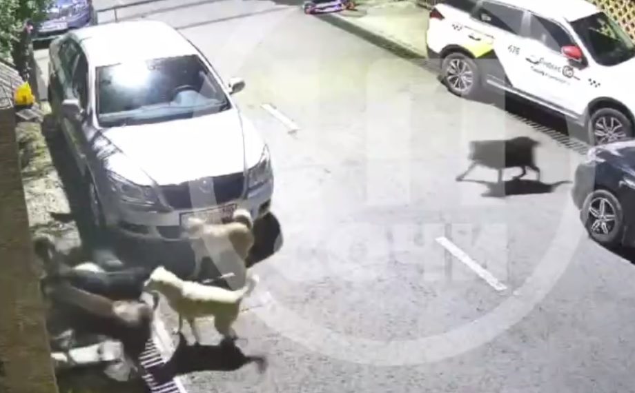 В Сочи собаки растерзали кота