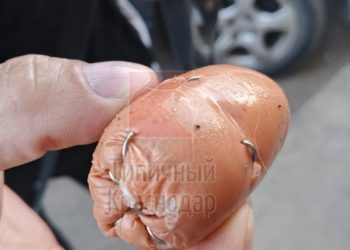 В Краснодаре догхантер разбрасывал опасные приманки для собак