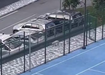 В Сочи свинья бегала по спортплощадке и дороге