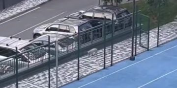 В Сочи свинья бегала по спортплощадке и дороге