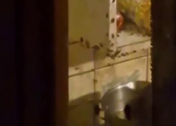 Сочинка устроила «тараканий ад» в пятиэтажке