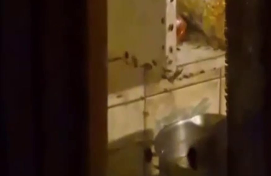 Сочинка устроила «тараканий ад» в пятиэтажке