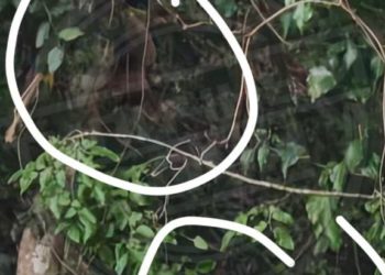 В Сочи заметили двух медведей, гуляющих по микрорайону Макаренко