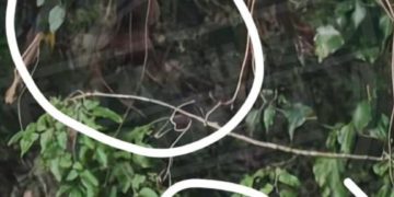 В Сочи заметили двух медведей, гуляющих по микрорайону Макаренко