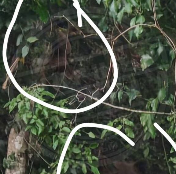 В Сочи заметили двух медведей, гуляющих по микрорайону Макаренко