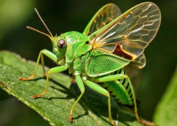 Житель Сочи обнаружил у себя дома необычную «гостью» – певчую цикаду