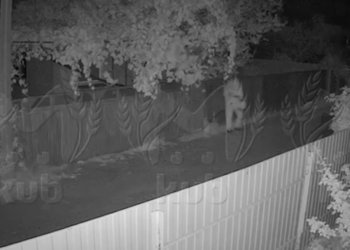 На Кубани подозреваемого в исчезновении «Дюймовочки» заметили с большой сумкой