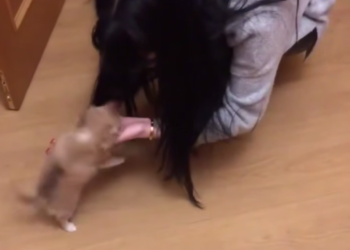 Соцсети: в Новороссийске мужчина убил костылем чихуахуа, она залаяла на его дочь