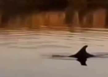 Операция по возвращению в море дельфина, заплывшего в реку, стартовала на Кубани