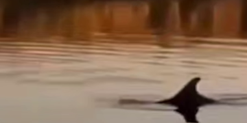 Операция по возвращению в море дельфина, заплывшего в реку, стартовала на Кубани