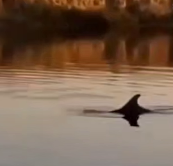 Операция по возвращению в море дельфина, заплывшего в реку, стартовала на Кубани