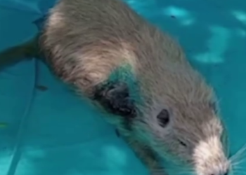 Нутрия, пострадавшая от нападения собаки в Новороссийске, проходит реабилитацию