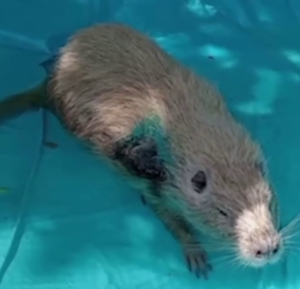 Нутрия, пострадавшая от нападения собаки в Новороссийске, проходит реабилитацию