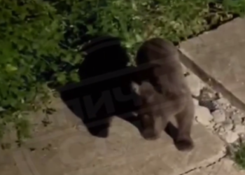 Медведь-подросток беспокоит жителей Красной Поляны в Сочи