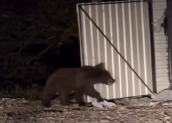 В Сочи медведь устроил обыск на кухне частного дома