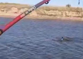 Дельфин запутался в леске в реке на Кубани: общественность требует срочных мер