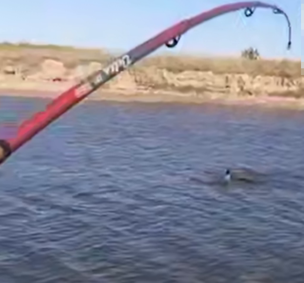 Дельфин запутался в леске в реке на Кубани: общественность требует срочных мер