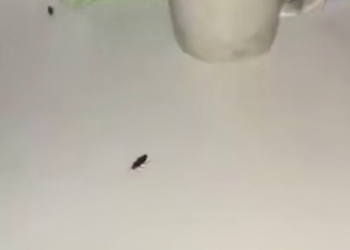 В сочинской больнице беспомощных пациентов объели тараканы