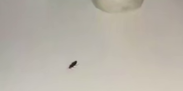 В сочинской больнице беспомощных пациентов объели тараканы