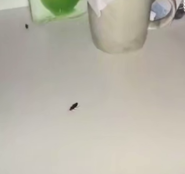 В сочинской больнице беспомощных пациентов объели тараканы